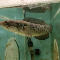 ماهی چانا و گورامی جاینت و تگزاس و ردتیل البینو