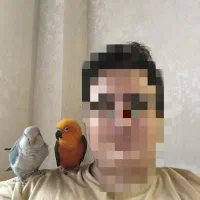 طوطی خورشیدی و راهب دستی|پرنده|رشت, گلسار|دیوار