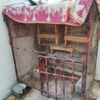 قفص مرغ وکبوتر