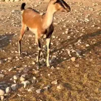 بز آهویی