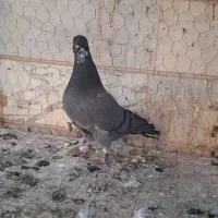 یه جفت تهرانی|پرنده|ابهر, |دیوار