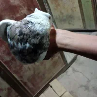 450تومان.