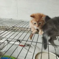 گربه های  اسکاتیش  آنفولد میکس