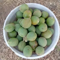 گردو پوست سبز