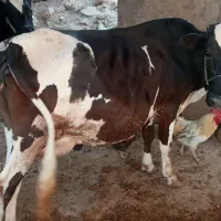 گاو دورگ شیری باگوساله|حیوانات مزرعه|مسجد سلیمان, |دیوار