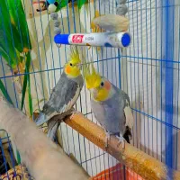 عروس هلندی|پرنده|حمیدیا, |دیوار