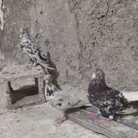 پرنده