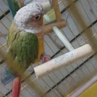 طوطی گرینچیک