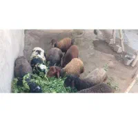 بره نر و ماده