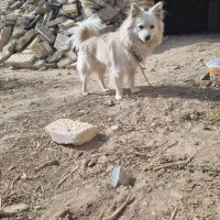 پامر اشپیتز