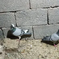 پلاکی|پرنده|اردبیل, |دیوار