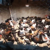 خلنگ و خروس و مرغ و جوجه