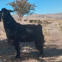 بزنر۲ساله