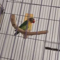 طوطی برزیلی|پرنده|ری, صالح آباد جنوبی (باغ رضوان)|دیوار