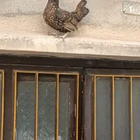 جوجه مرغ خروس سیبرایت زینتی|حیوانات مزرعه|کرمانشاه, |دیوار