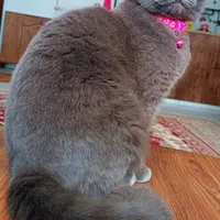 گربه اسکاتیش ماده اصیل