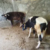 دوعددگوساله نر