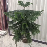 کاج مطبق|گل و گیاه طبیعی|دهگلان, |دیوار