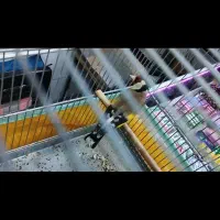 سهره ۲ خال حلب