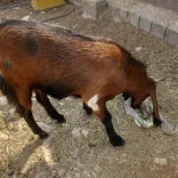 بز جوان  برای قصابی و نگه داشتن