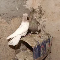 کله هفت‌رنگ و طوقی هفت‌رنگ