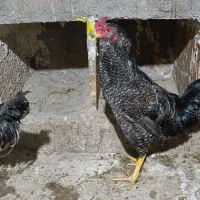 خروس|حیوانات مزرعه|نیشابور, ده حلاج|دیوار