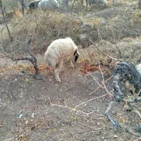 بره نر|حیوانات مزرعه|مروست, |دیوار