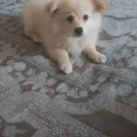 سگ پامر دو ماهه نر