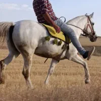 مادیان کورد کت و کلفت ،۷ساله،یورقه  عالی|اسب و تجهیزات اسب‌سواری|تبریز, |دیوار