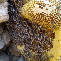 عسل زنبور وحشی کوهستان.عسل موشکورک