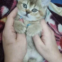 بچه گربه ناز بریتیش گلد ۲ماهه