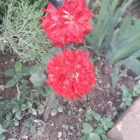 باغ ویلا زمین