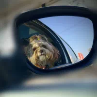 پودل تریر|سگ|تهران, الهیه|دیوار