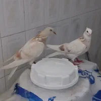 جوجه کال