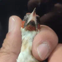 سهره سر سیاه استان فارسی|پرنده|شیراز, کوشک میدان|دیوار