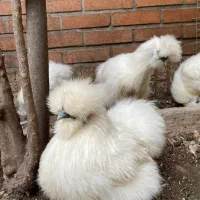 مرغ و خروس و نیمچه ابریشمی