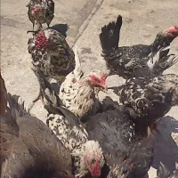 مرغ و خروس گلین