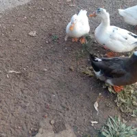 اردک|حیوانات مزرعه|یاسوج, |دیوار