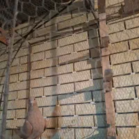 ماده زرد خوشگل دورشت|پرنده|رفسنجان, |دیوار