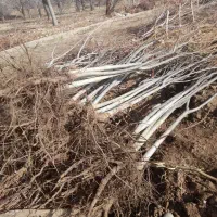 نهال گردو پایه بلند