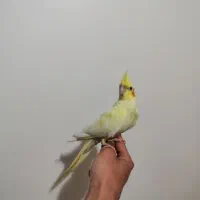 طوطی عروس هلندی|پرنده|فردوسیه, |دیوار