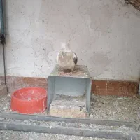 کبوتر|حیوانات|خوسف, |دیوار