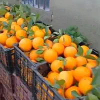 پرتقال برگی