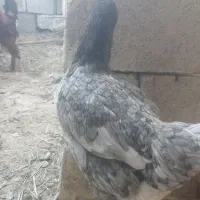 فروش مرغ و خروس