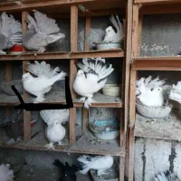 انواعدمچتریاصیلوزیبا|پرنده|بندر ترکمن, |دیوار