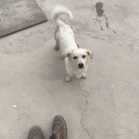 سگ پاکوتاه روباهی|سگ|یزد, |دیوار