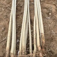 نهال صنوبر ویژه پاییزه آماده تحویل فوری