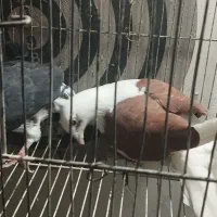 کفتر  بوم بیرجند مفت رنگه گراف شامی کرباتی زرد