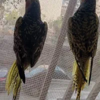 عروس هلندی|پرنده|رشت, استقامت ۲|دیوار