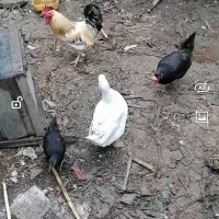 مرغ و خروس محلی  با 4 تا جوجه محلی و یک اردک
